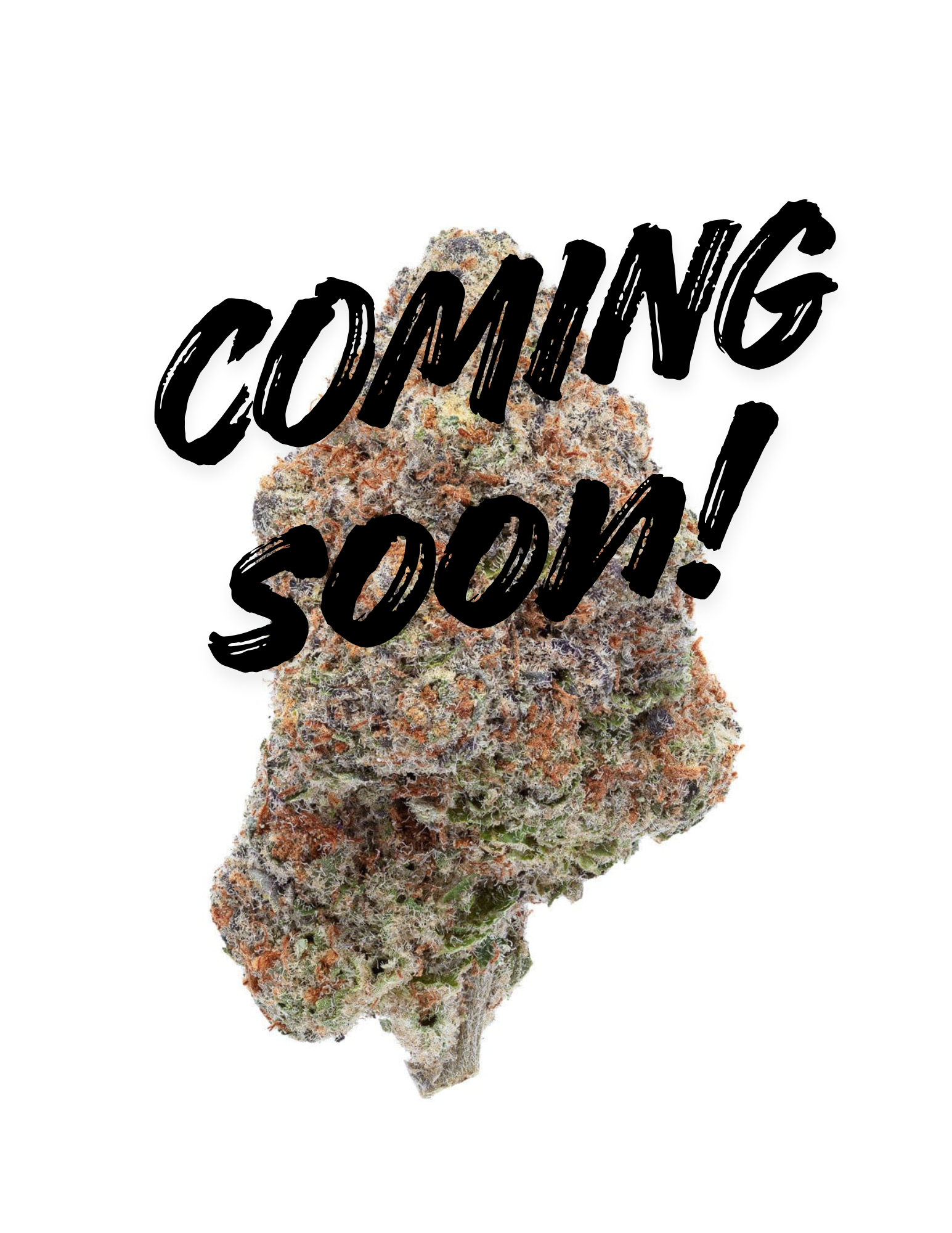 3.5G PURPLE PUNCH (INDOOR) | THCA FLOWER